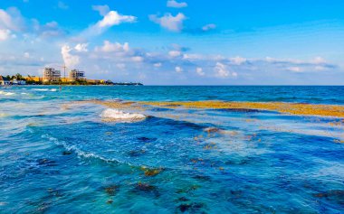 Tropical caribbean beach landscape panorama with clear turquoise blue water in Playa del Carmen Mexico.