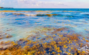 The beautiful Caribbean beach totally filthy and dirty the nasty seaweed sargazo problem in Playa del Carmen Quintana Roo Mexico.