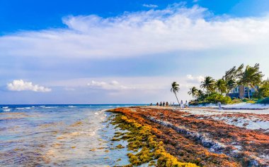 The beautiful Caribbean beach totally filthy and dirty the nasty seaweed sargazo problem in Playa del Carmen Quintana Roo Mexico.