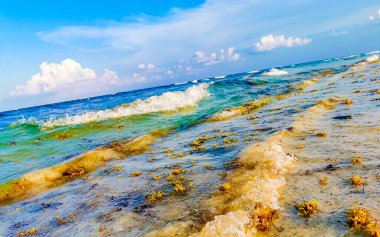 The beautiful Caribbean beach totally filthy and dirty the nasty seaweed sargazo problem in Playa del Carmen Quintana Roo Mexico.