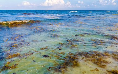 The beautiful Caribbean beach totally filthy and dirty the nasty seaweed sargazo problem in Playa del Carmen Quintana Roo Mexico.