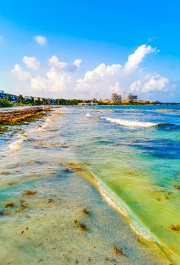 Tropical Caribbean beach landscape panorama with clear turquoise blue water and seaweed sargazo in Playa del Carmen Mexico.