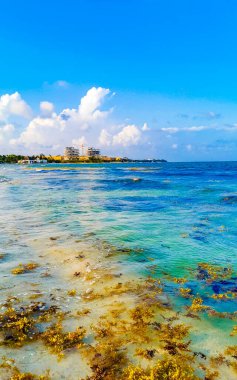 Tropical Caribbean beach landscape panorama with clear turquoise blue water and seaweed sargazo in Playa del Carmen Mexico.