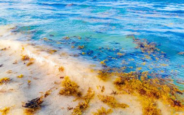 Playa del Carmen Quintana Roo Meksika 'da deniz yosunu sargazosuyla dolu bir sürü iğrenç ve kirli Karayip sahil suyu..