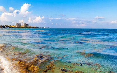 Tropical Caribbean beach landscape panorama with clear turquoise blue water and seaweed sargazo in Playa del Carmen Mexico.