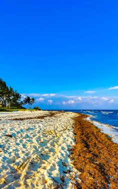Tropical Caribbean beach landscape panorama with clear turquoise blue water and seaweed sargazo in Playa del Carmen Mexico.
