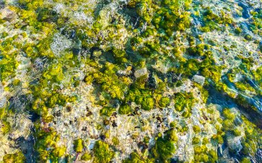 Playa del Carmen Quintana Roo Meksika sahilindeki turkuaz yeşil ve mavi sularda kayalar ve mercanlar..