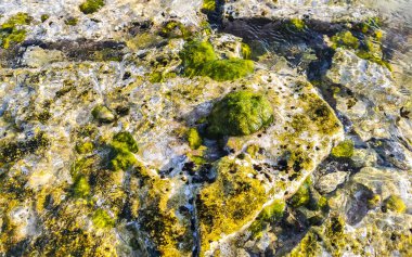 Playa del Carmen Quintana Roo Meksika sahilindeki turkuaz yeşil ve mavi sularda kayalar ve mercanlar..