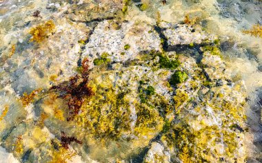 Playa del Carmen Quintana Roo Meksika sahilindeki turkuaz yeşil ve mavi sularda kayalar ve mercanlar..