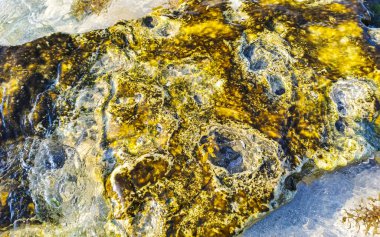 Playa del Carmen Quintana Roo Meksika sahilindeki turkuaz yeşil ve mavi sularda kayalar ve mercanlar..