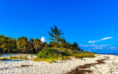 Tropical Caribbean beach landscape panorama with clear turquoise blue water and seaweed sargazo in Playa del Carmen Mexico.