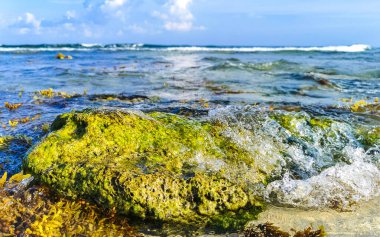 Playa del Carmen Quintana Roo Meksika sahilindeki turkuaz yeşil ve mavi sularda kayalar ve mercanlar..