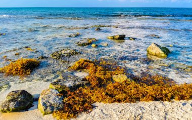 Tropical Caribbean beach landscape panorama with clear turquoise blue water and seaweed sargazo in Playa del Carmen Mexico.