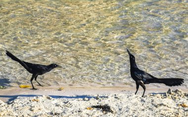 Büyük kuyruklu Grackle Quiscalus Quiscalus erkek dişi kuş cenote Punta Esmeralda 'nın suyunu içiyor Playa del Carmen Quintana Roo' daki tropik Meksika plajında.