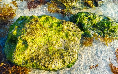 Playa del Carmen Quintana Roo Meksika sahilindeki turkuaz yeşil ve mavi sularda kayalar ve mercanlar..
