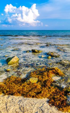 Tropical Caribbean beach landscape panorama with clear turquoise blue water and seaweed sargazo in Playa del Carmen Mexico.