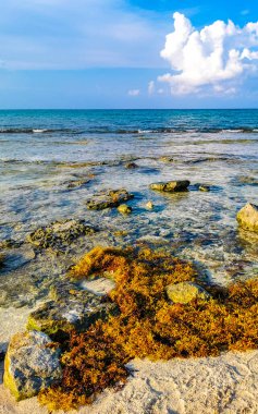 Tropical Caribbean beach landscape panorama with clear turquoise blue water and seaweed sargazo in Playa del Carmen Mexico.