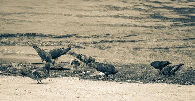 Güvercinler, Rio de Janeiro Brezilya 'daki Botafogo Sahili' nin kumu üzerinde karaya oturmuş çöp kirliliğinden beslenir..