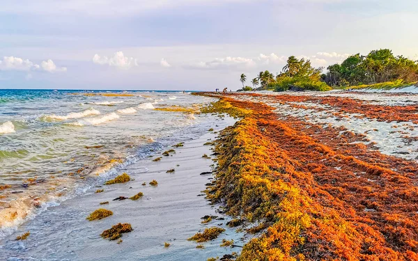 Όμορφη Παραλία Της Καραϊβικής Εντελώς Βρώμικο Και Βρώμικο Δυσάρεστο Πρόβλημα — Φωτογραφία Αρχείου