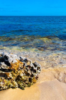 Stones rocks and corals with sea urchins inside in turquoise green and blue water on the beach in Playa del Carmen Quintana Roo Mexico.