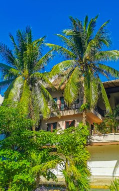 Playa del Carmen Quintana Roo Meksika 'da Hindistan cevizi ve mavi gökyüzü arka planlı tropik doğal Meksika palmiyesi..
