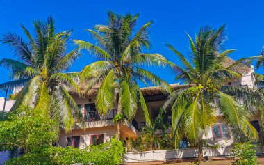 Playa del Carmen Quintana Roo Meksika 'da Hindistan cevizi ve mavi gökyüzü arka planlı tropik doğal Meksika palmiyesi..