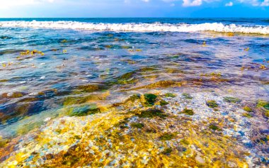 Playa del Carmen Quintana Roo Meksika sahilindeki turkuaz yeşil ve mavi sularda kayalar ve mercanlar..