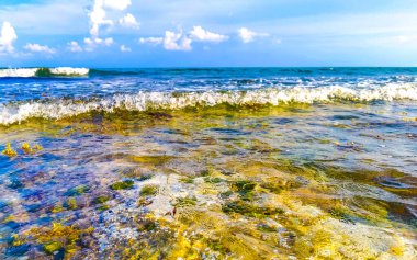 Playa del Carmen Quintana Roo Meksika sahilindeki turkuaz yeşil ve mavi sularda kayalar ve mercanlar..