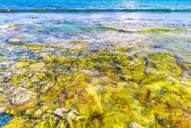 Playa del Carmen Quintana Roo Meksika sahilindeki turkuaz yeşil ve mavi sularda kayalar ve mercanlar..