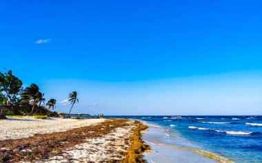 Tropical Caribbean beach landscape panorama with clear turquoise blue water and seaweed sargazo in Playa del Carmen Mexico.