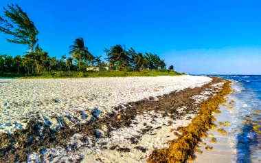 Tropical Caribbean beach landscape panorama with clear turquoise blue water and seaweed sargazo in Playa del Carmen Mexico.