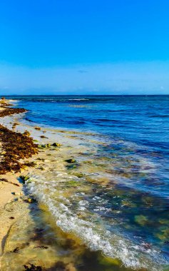 Tropical Caribbean beach landscape panorama with clear turquoise blue water and seaweed sargazo in Playa del Carmen Mexico.