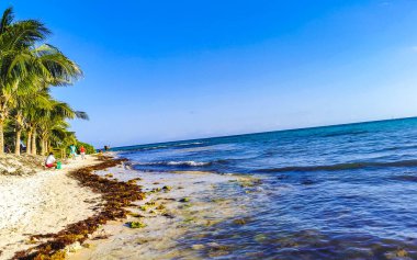 Tropical Caribbean beach landscape panorama with clear turquoise blue water and seaweed sargazo in Playa del Carmen Mexico.