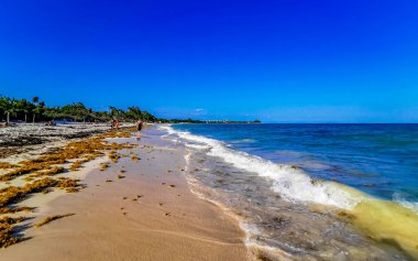 Tropical Caribbean beach landscape panorama with clear turquoise blue water and seaweed sargazo in Playa del Carmen Mexico.