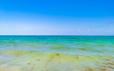 Tropical caribbean beach landscape panorama with clear turquoise blue water in Playa del Carmen Mexico.