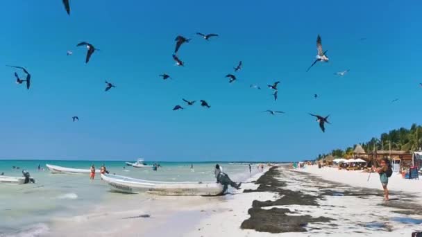 Holbox Mexico Avril 2022 Fregat Oiseaux Affluent Nourrissant Sur Plage — Video