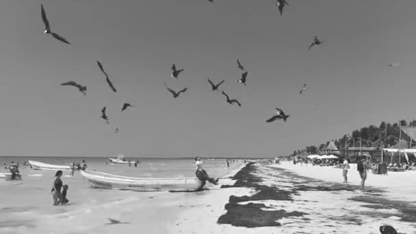 Holbox Mexico April 2022 Fregat Birds Flock Feeding Beach Beautiful — 비디오
