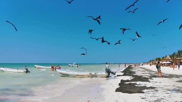Holbox Mexico Avril 2022 Fregat Oiseaux Affluent Nourrissant Sur Plage — Video