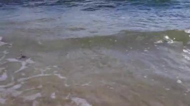 Playa del Carmen Meksika 'da berrak turkuaz mavi sularla tropikal Meksika sahili manzarası ve Karayip denizinde dalgalar.