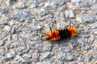 Wonderful hairy orange and black caterpillar on asphalt in Para Heredia Costa Rica in Central America.