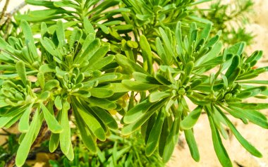 Beautiful tropical caribbean beach plant plants tree flower in green and yellow colors in Playa del Carmen Quintana Roo Mexico.