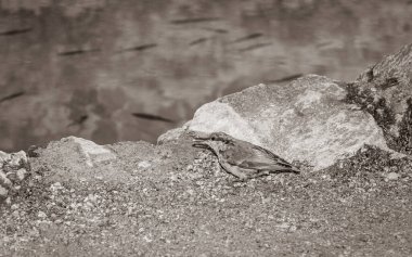 Plitvice Lakes Ulusal Parkı Hırvatistan 'daki turkuaz suyun kenarındaki küçük güzel kuş.