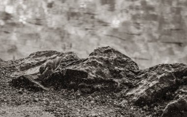 Plitvice Lakes Ulusal Parkı Hırvatistan 'daki turkuaz suyun kenarındaki küçük güzel kuş.