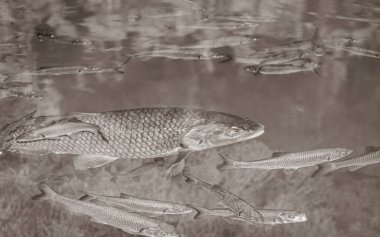 Plitvice Lakes Ulusal Parkı Hırvatistan 'da turkuaz sularda sular altında.
