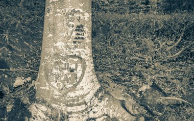 Hırvatistan 'daki Plitvice Gölleri Ulusal Parkı' nın ağaç gövdesine oyulmuş kalp..