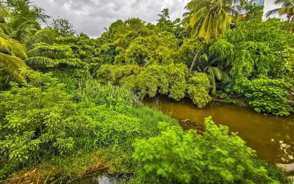 Green beautiful tropical river Freshwater Lagoon in Zicatela Puerto Escondido Oaxaca Mexico.