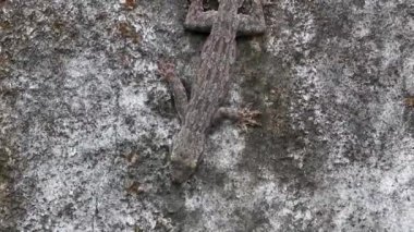 Lizards geckos iguanas reptiles camouflaged on wall stone rock and branch in jungle in Sakhu Thalang on Phuket island in Thailand Southeast Asia.