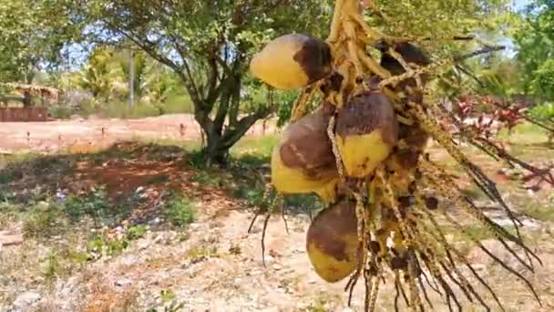 Gula Kokosnötter Hänger Båset Tropisk Natur Chiquila Lazaro Cardenas Quintana — Stockvideo