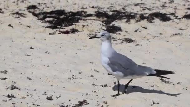 Seagull Seagulls Seabirds Walking White Beach Sand Seaweed Sargazo Playa — Stock Video