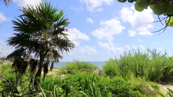 Tropikalna Meksykańska Karaibska Plaża Palmy Jodły Dżungli Las Natura Zachmurzonym — Wideo stockowe